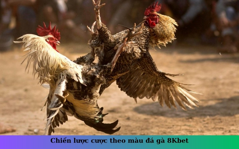 Chiến lược cược theo màu đá gà 8Kbet