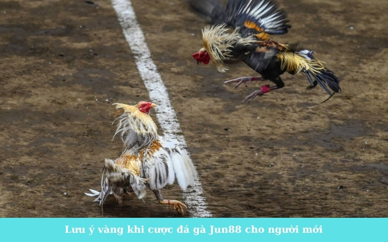 Lưu ý vàng khi cược đá gà Jun88 cho người mới
