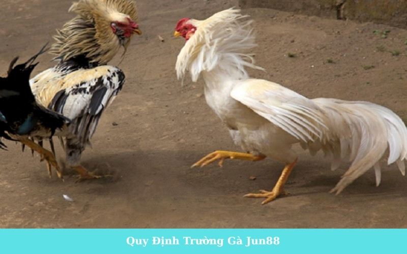 Quy Định Trường Gà Jun88
